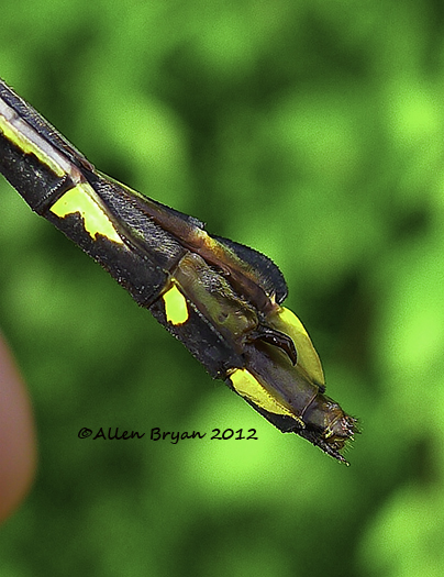 cobra clubtail female sub-genital plate lateral