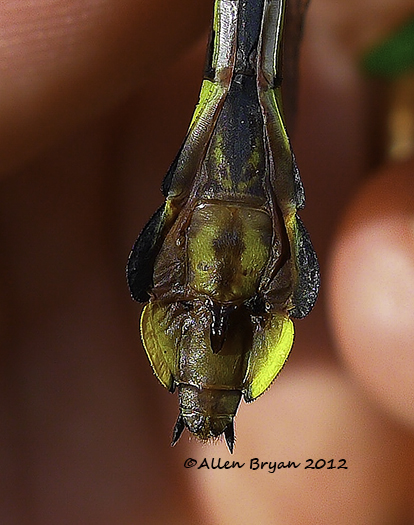 cobra clubtail female sub-genital plate