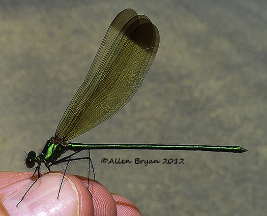 sparkling jewelwing male lateral