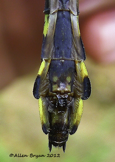 splendid clubtail female sub-genital plate